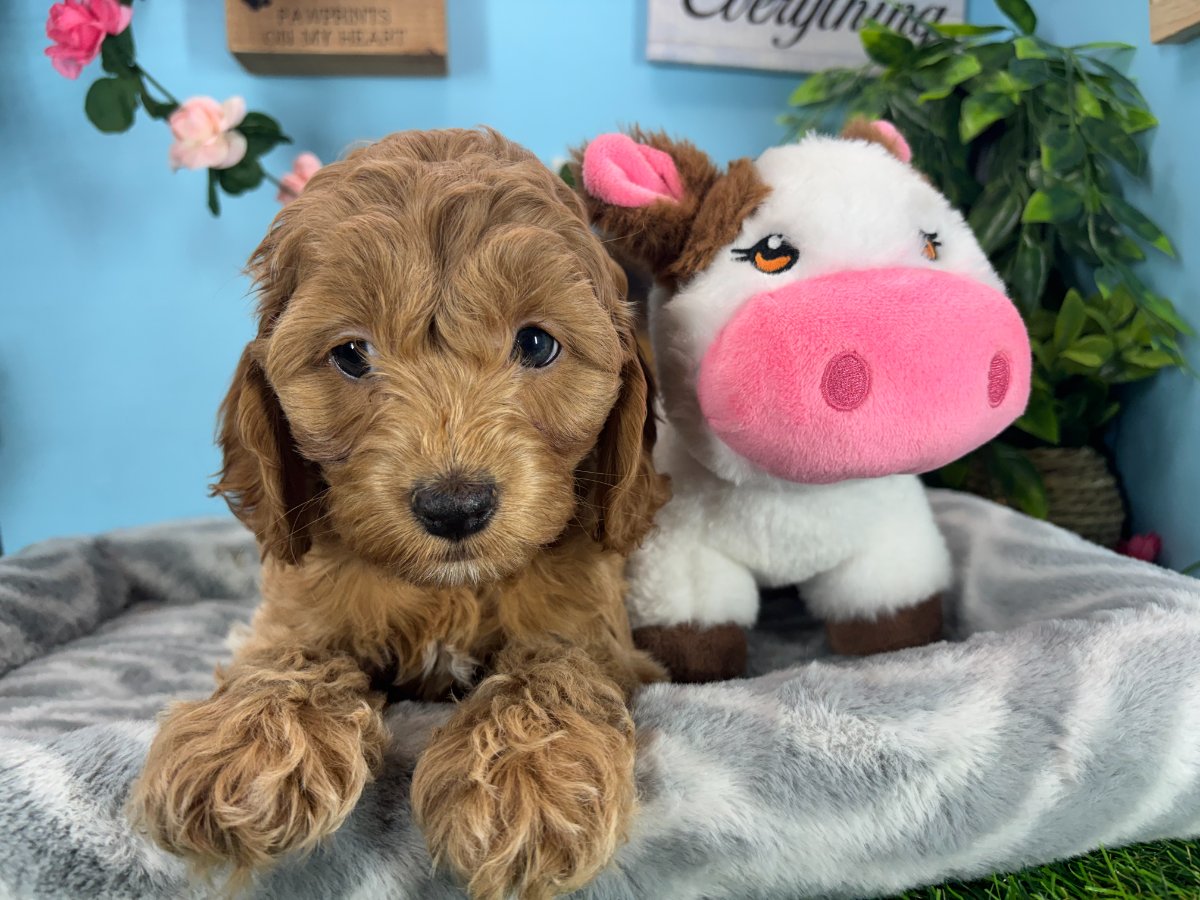 Connecticut puppies for sale