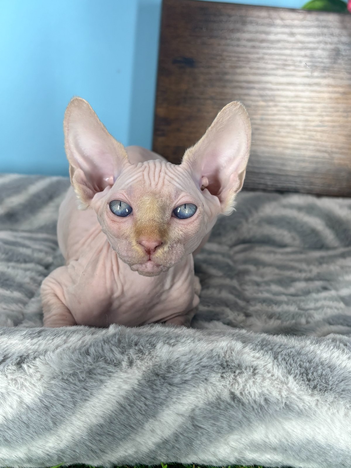 Sphynx kittens for sale Connecticut