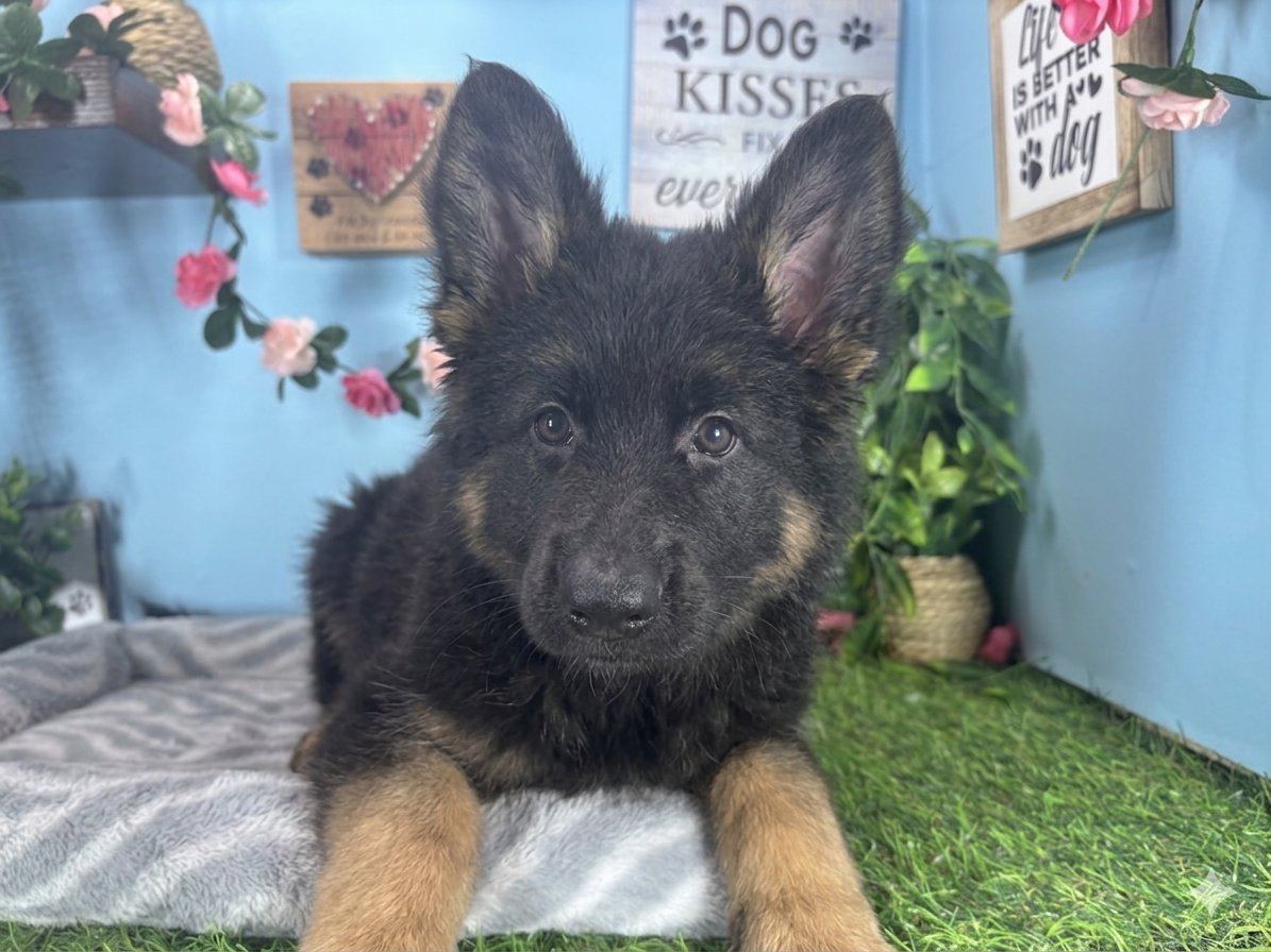 Connecticut puppies for sale