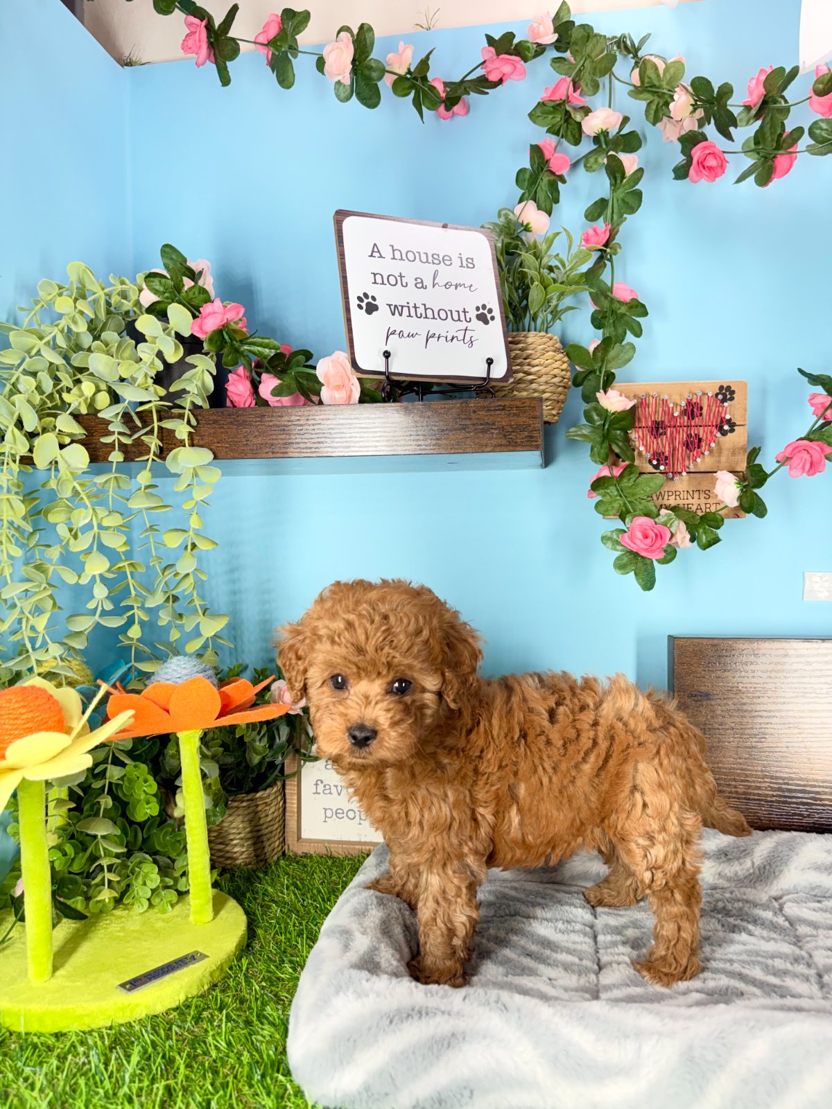 Connecticut puppies for sale