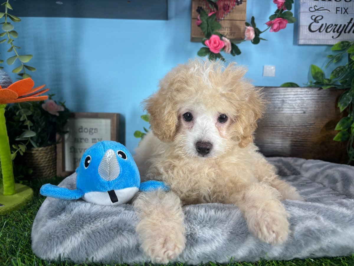 Connecticut puppies for sale