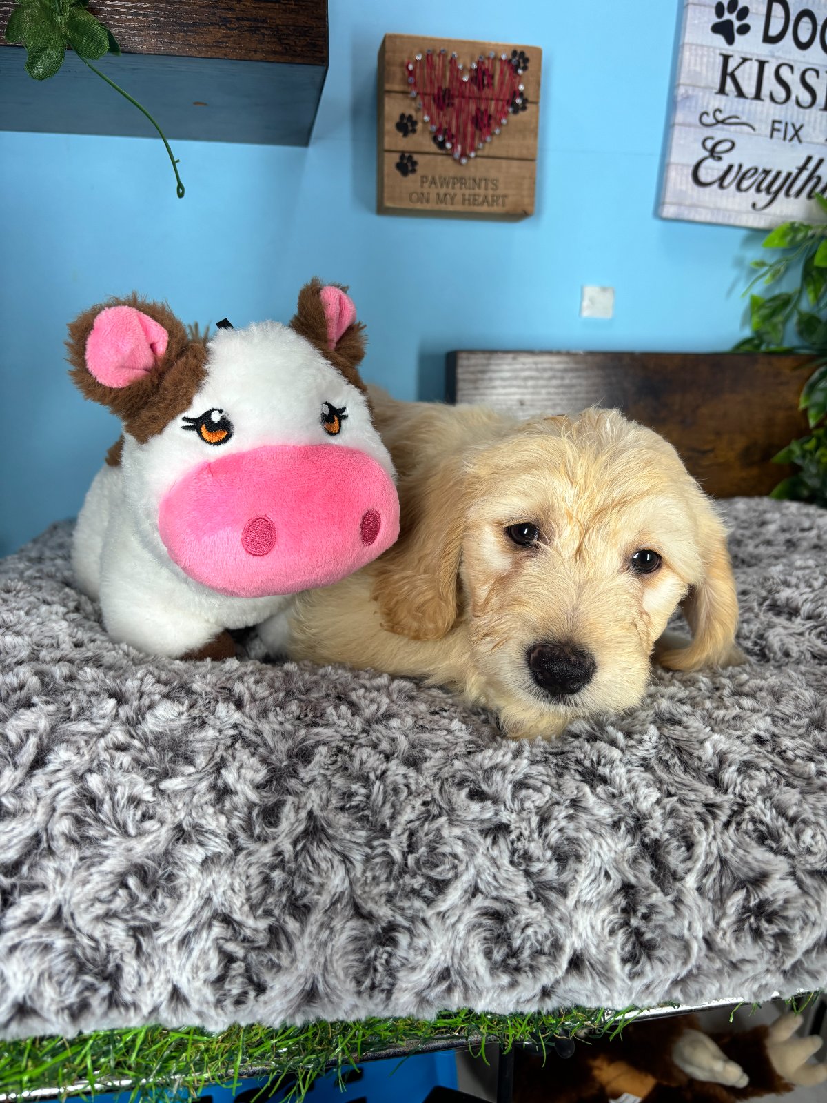 Connecticut puppies for sale