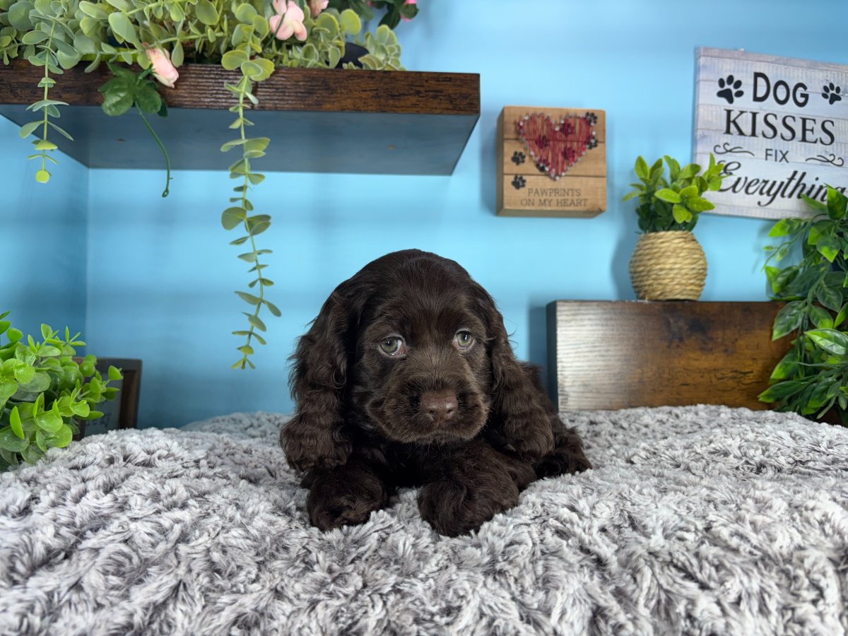 Connecticut puppies for sale