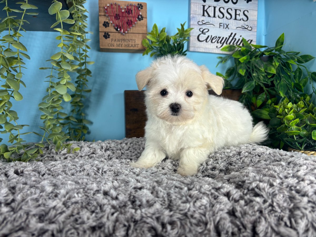 Connecticut puppies for sale