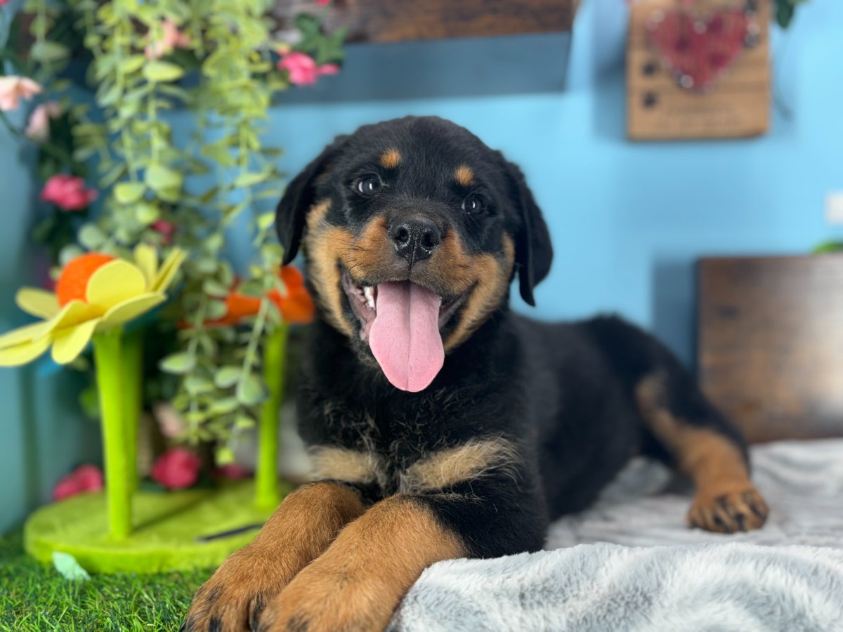Zeke