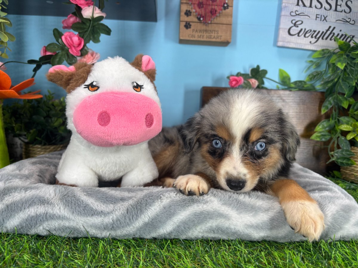 Connecticut puppies for sale