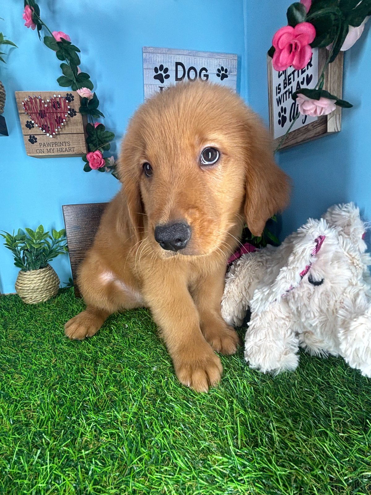 Connecticut puppies for sale