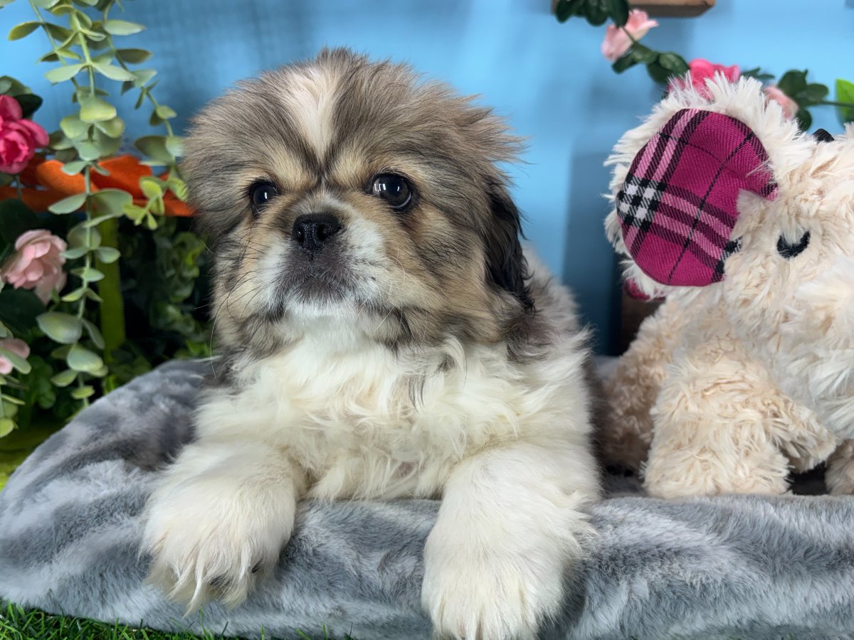 Connecticut puppies for sale