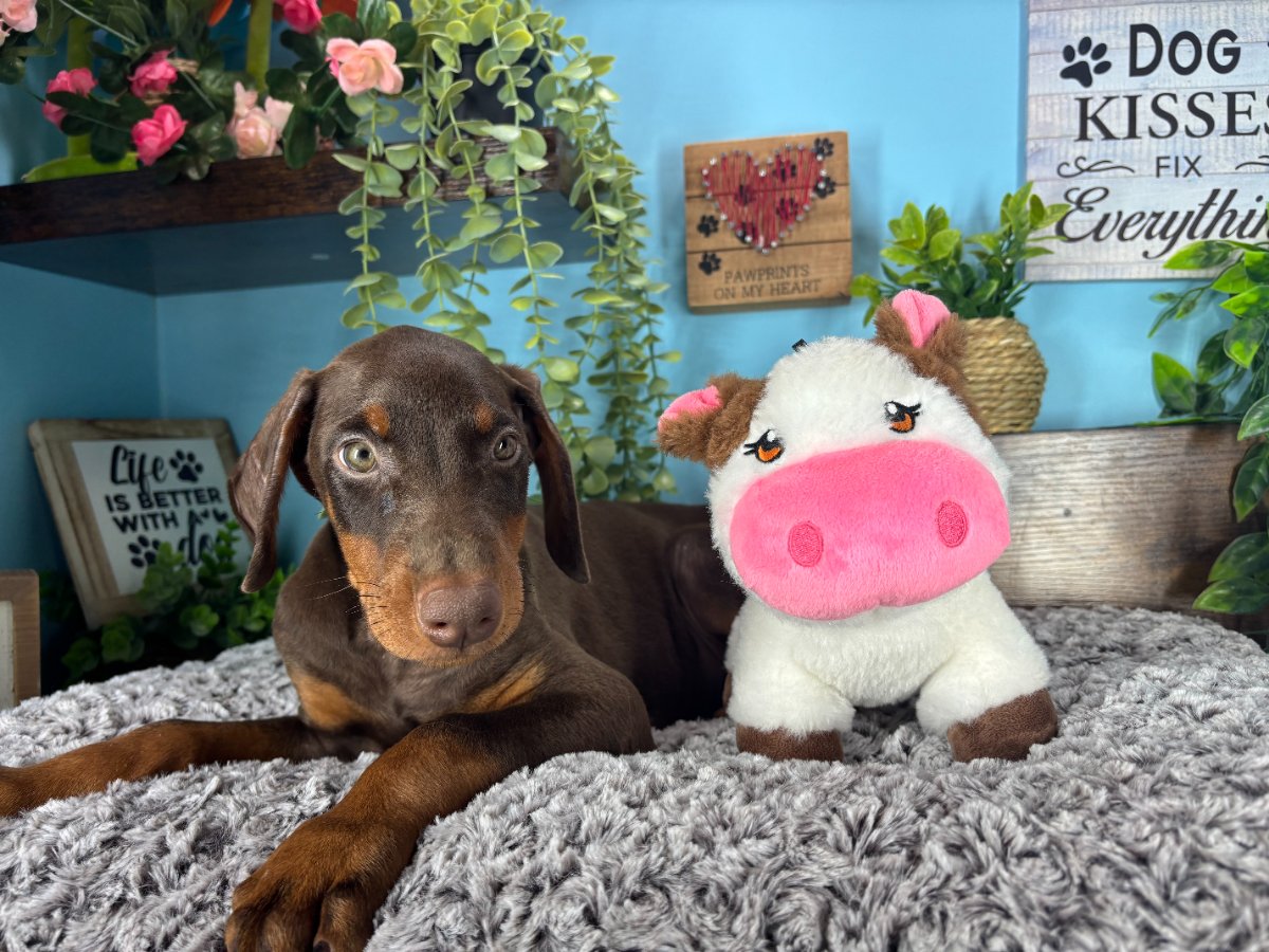 Connecticut puppies for sale