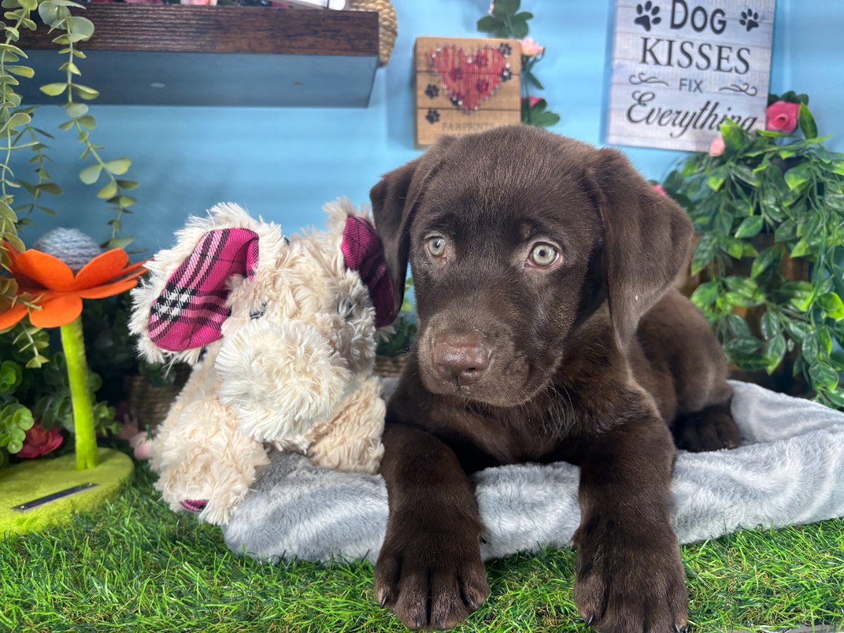 Connecticut puppies for sale