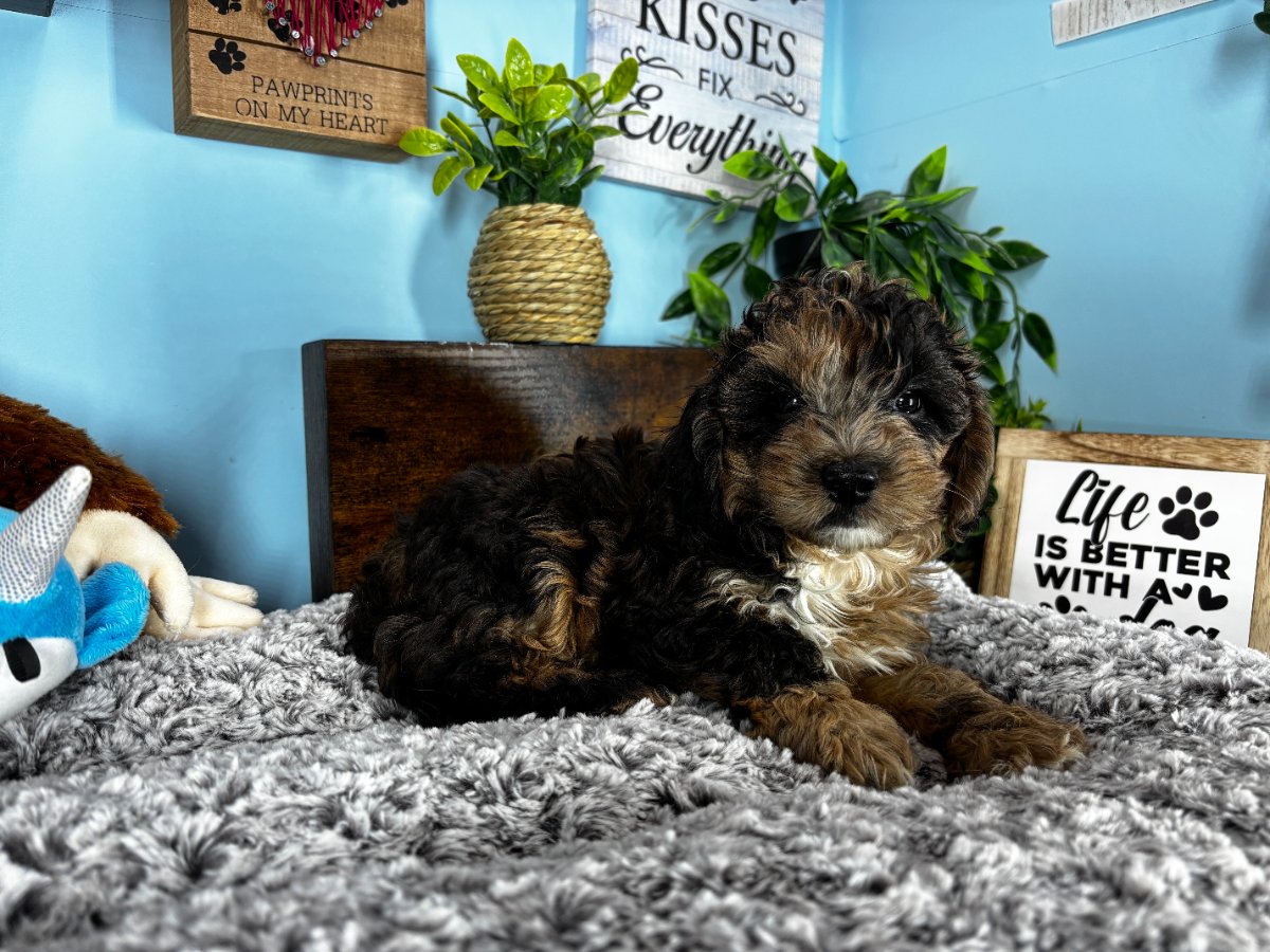 Connecticut puppies for sale