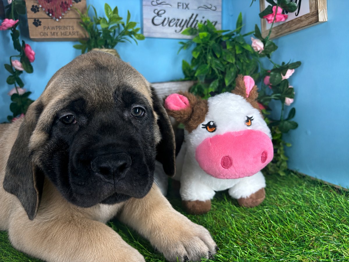 Connecticut puppies for sale