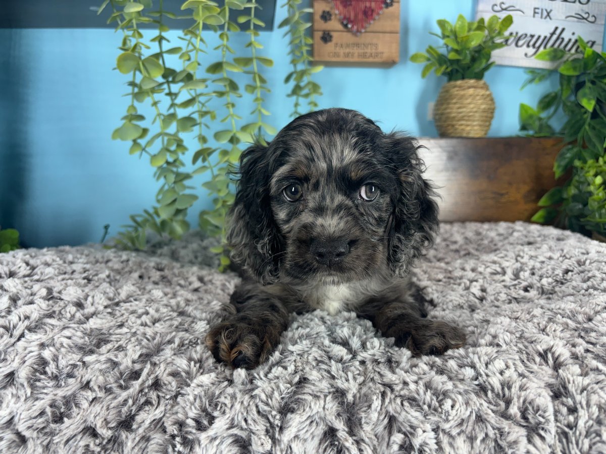 Connecticut puppies for sale