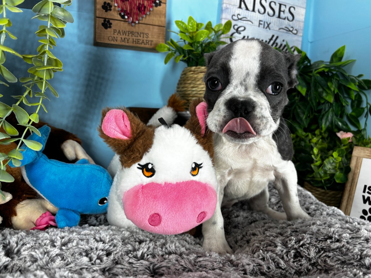 Connecticut puppies for sale