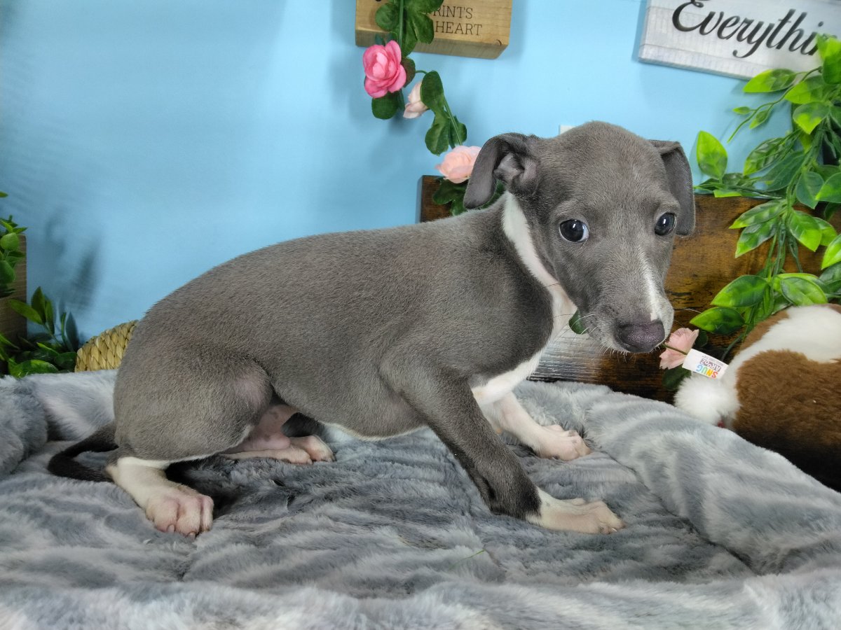 Connecticut puppies for sale
