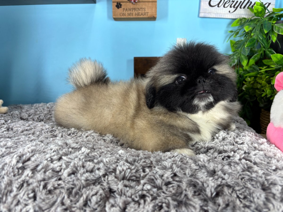 Connecticut puppies for sale