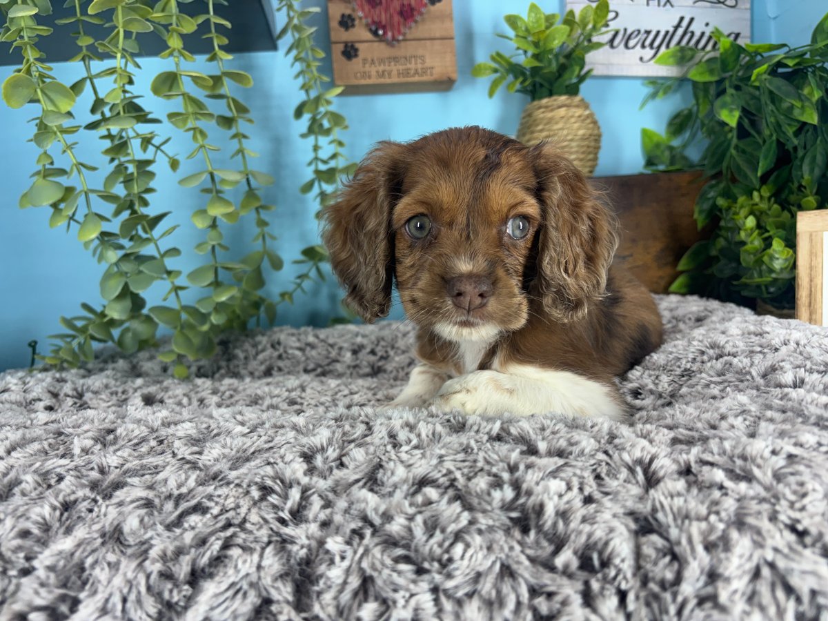 Connecticut puppies for sale