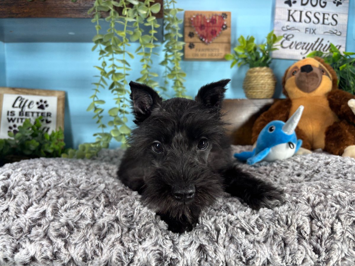 Miniature Schnauzer puppies for sale Connecticut