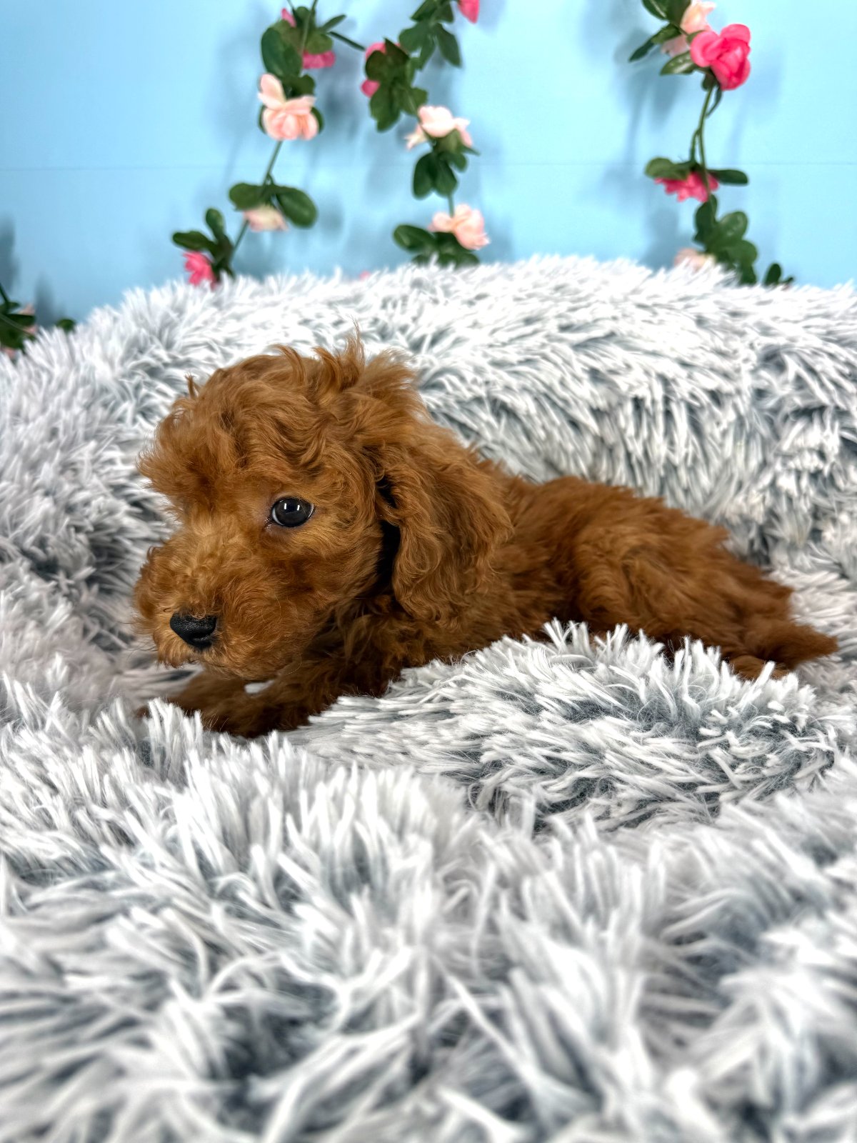 Samson - Mini Goldendoodle
