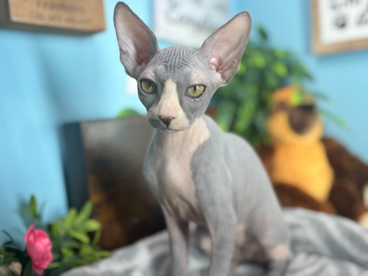 Phoebe
