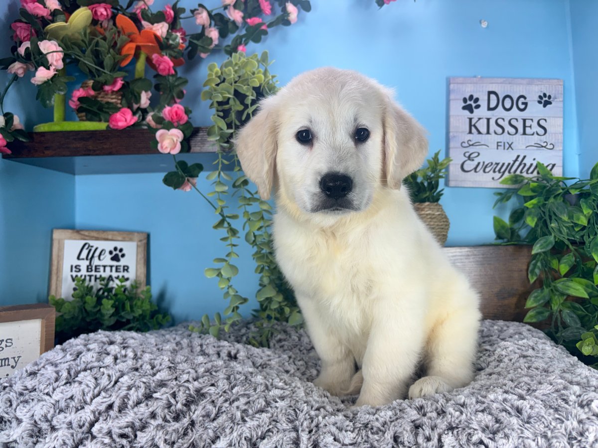 Connecticut puppies for sale