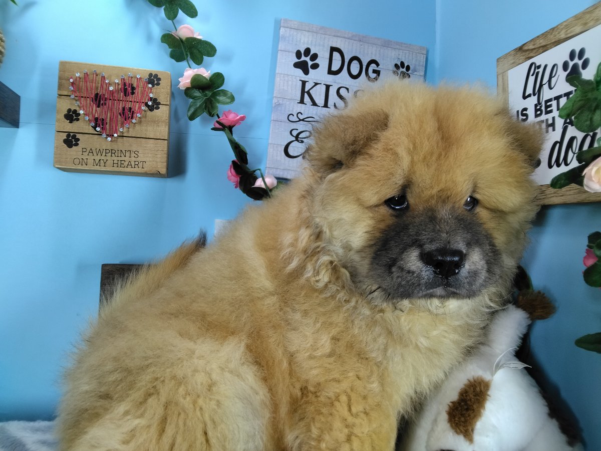 Connecticut puppies for sale