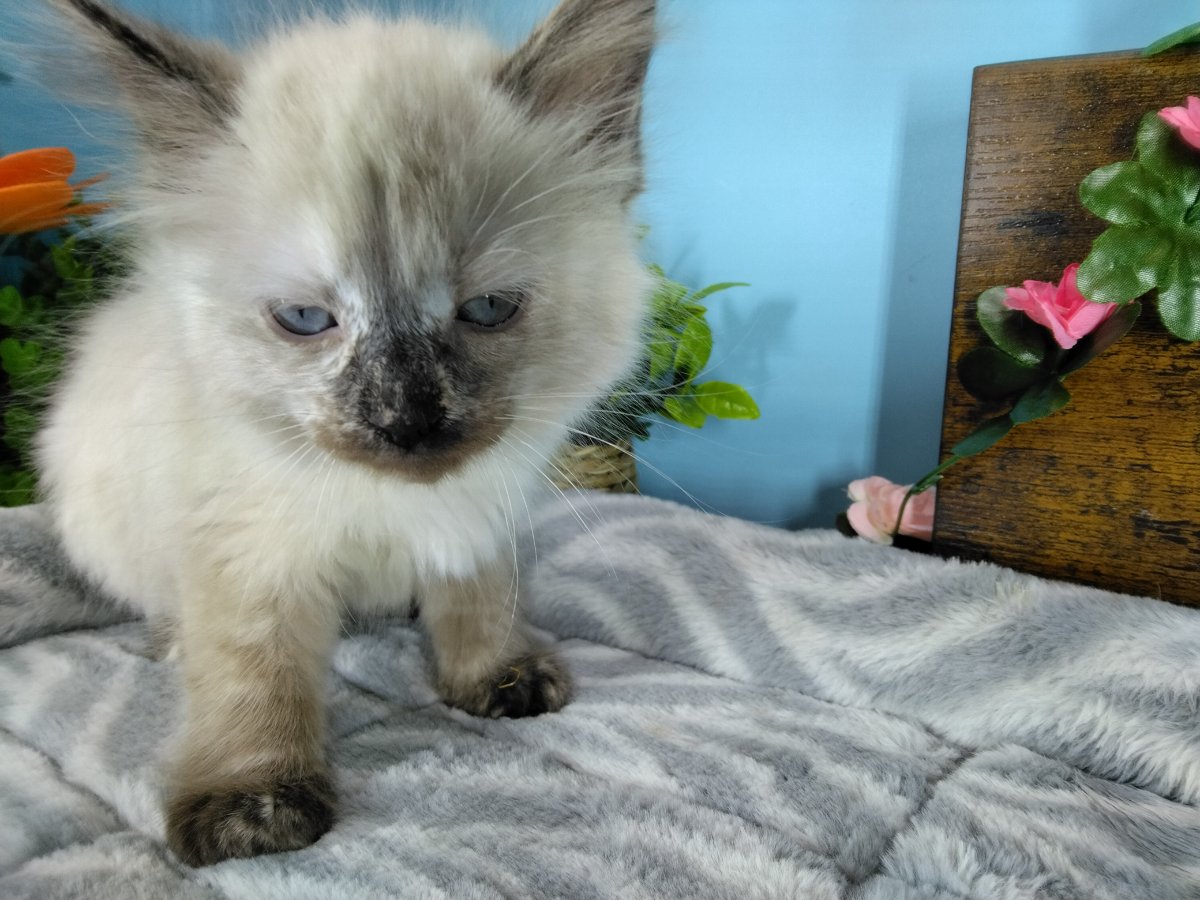 Ragamuffin kittens for sale Connecticut