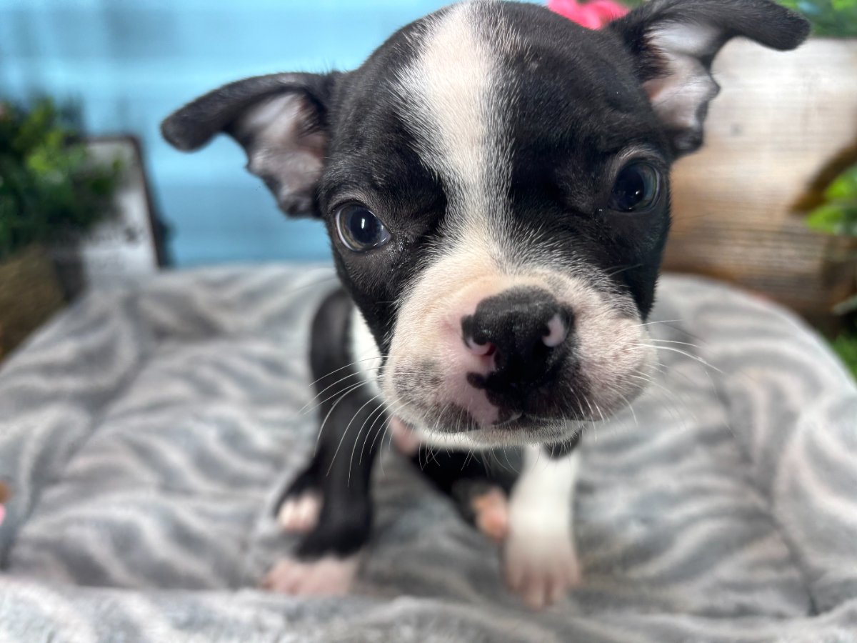 Connecticut puppies for sale