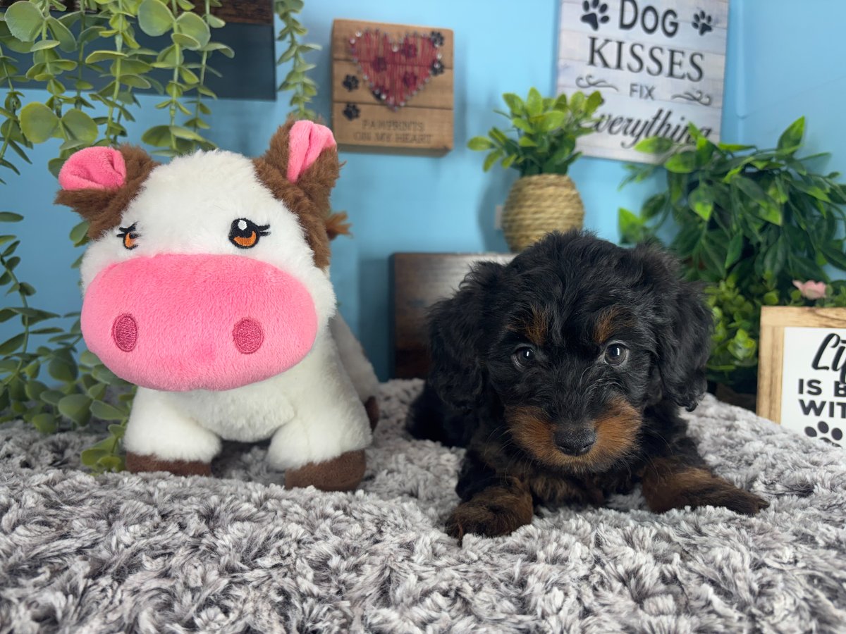 Connecticut puppies for sale