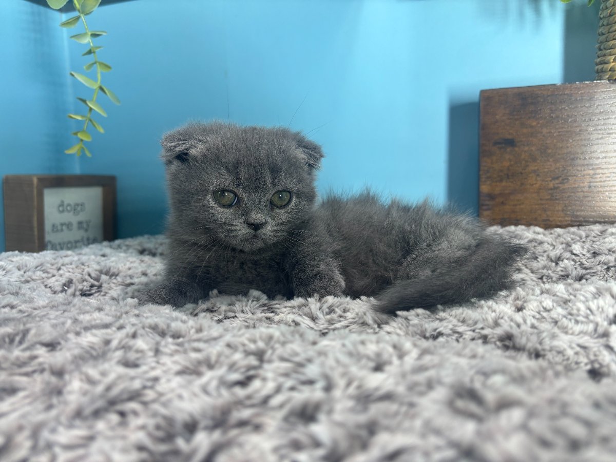 Connecticut kittens for sale
