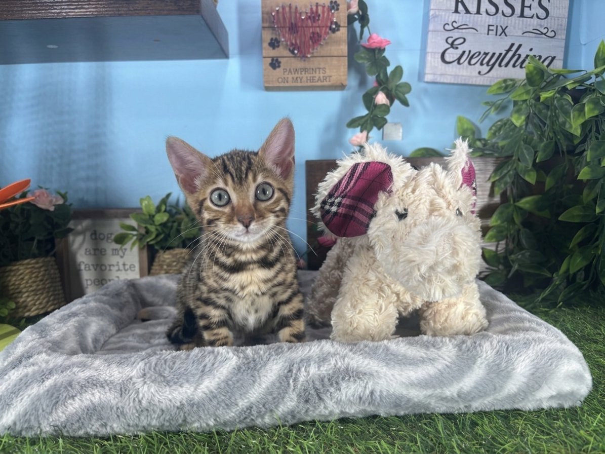 Bengal kittens for sale Connecticut