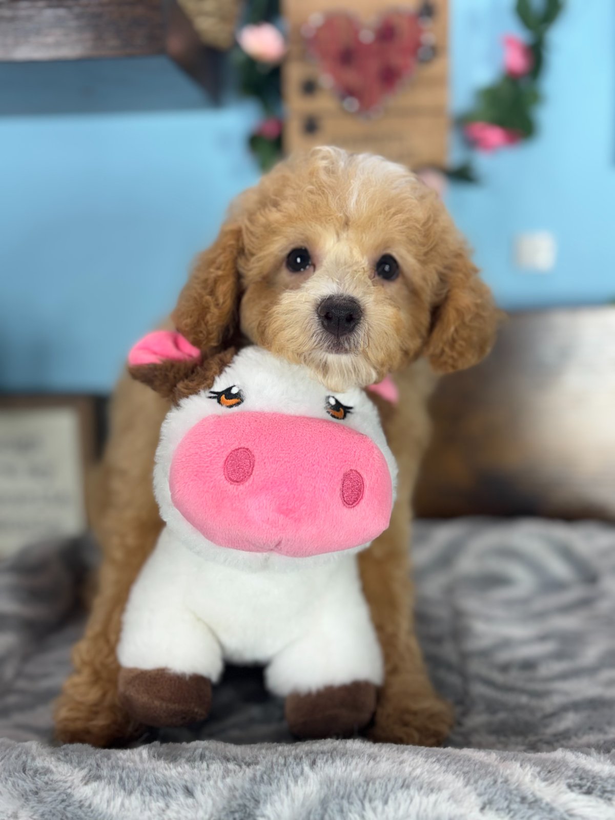Connecticut puppies for sale