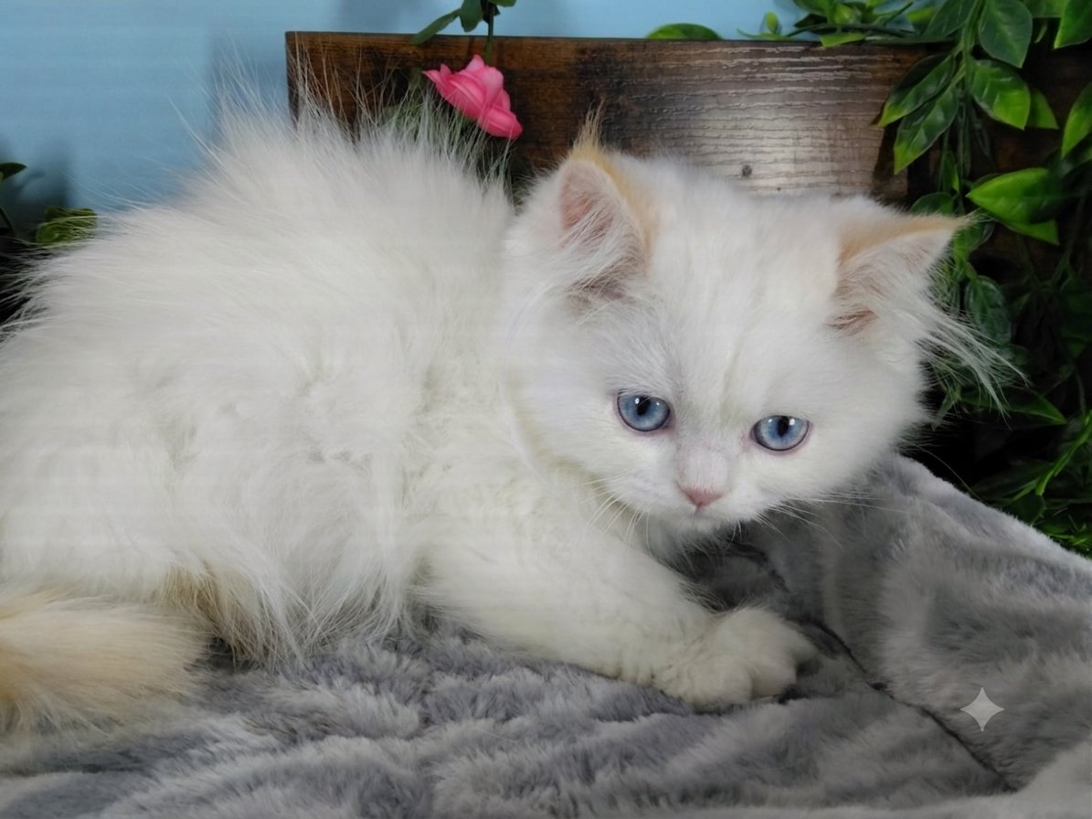 Persian kittens for sale Connecticut