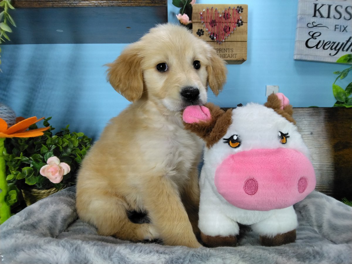Connecticut puppies for sale
