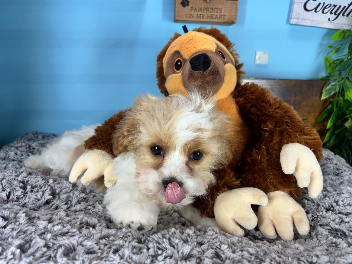 Connecticut puppies for sale