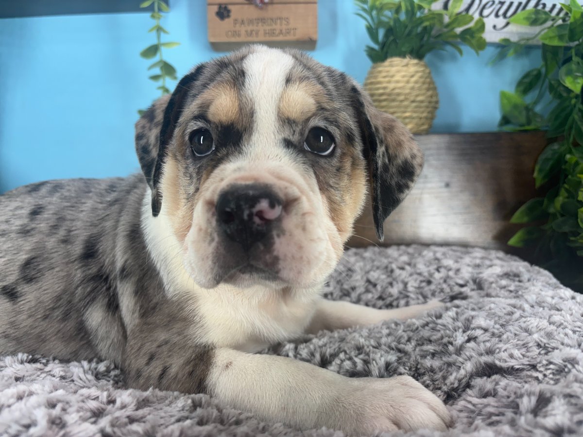 Connecticut puppies for sale