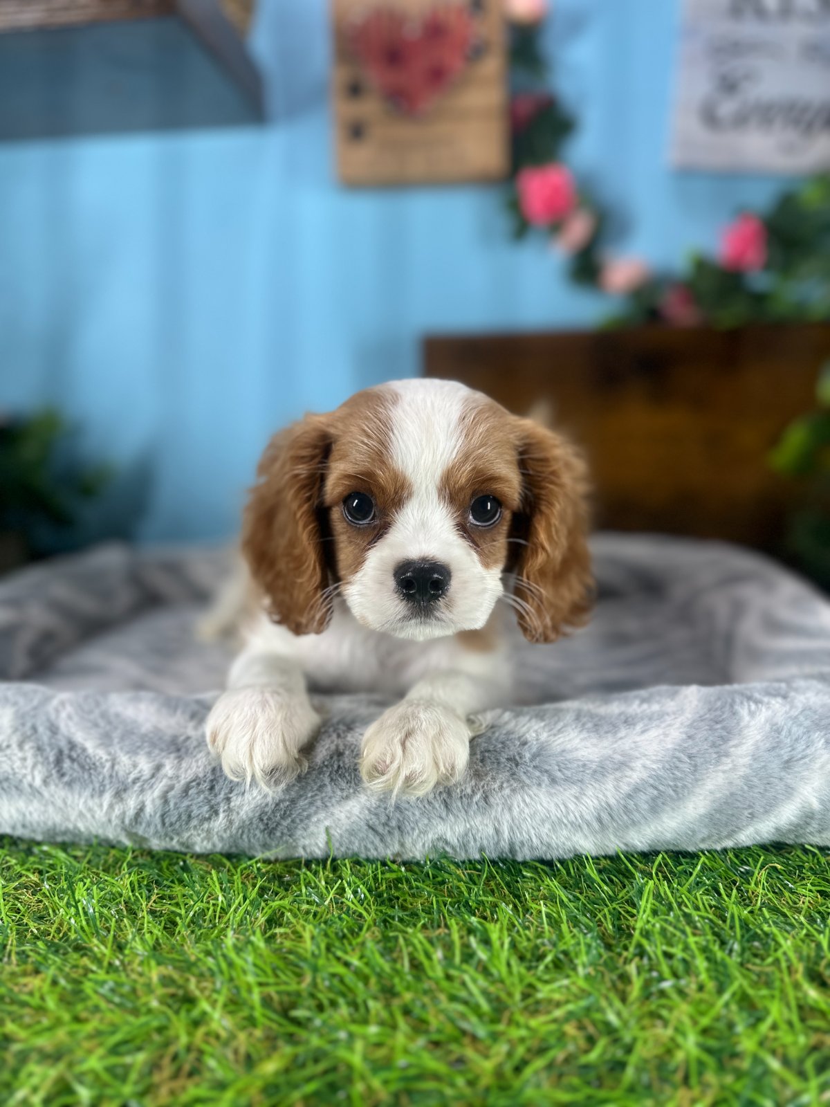 Connecticut puppies for sale