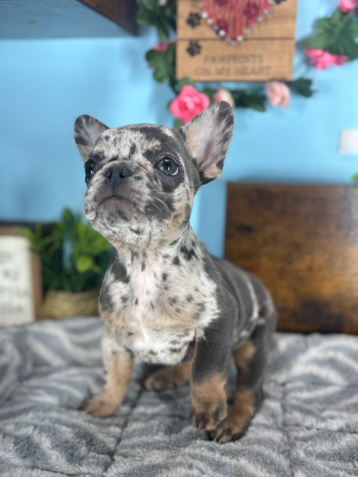 Connecticut puppies for sale