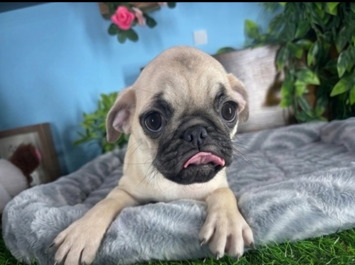 Connecticut puppies for sale