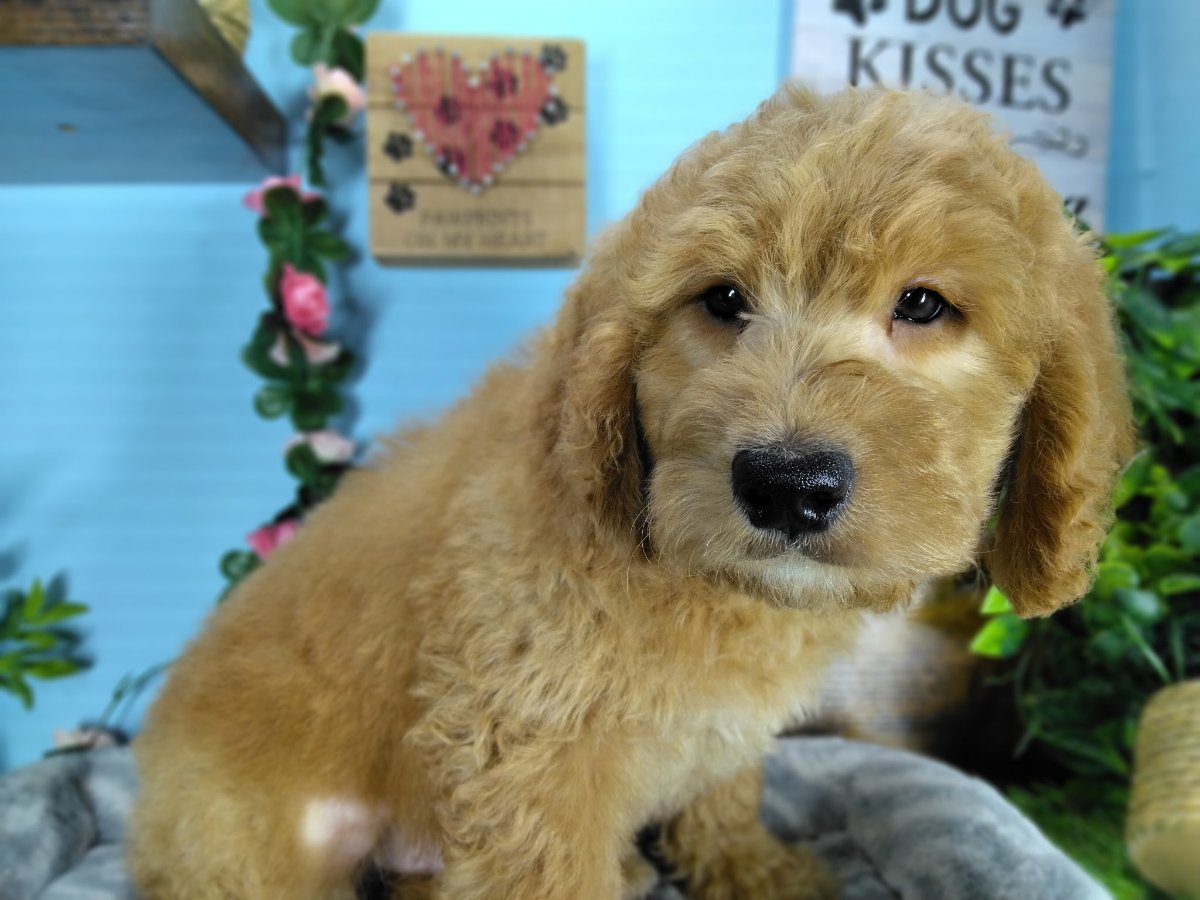Connecticut puppies for sale