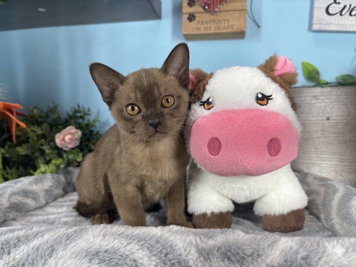 Burmese kittens for sale Connecticut