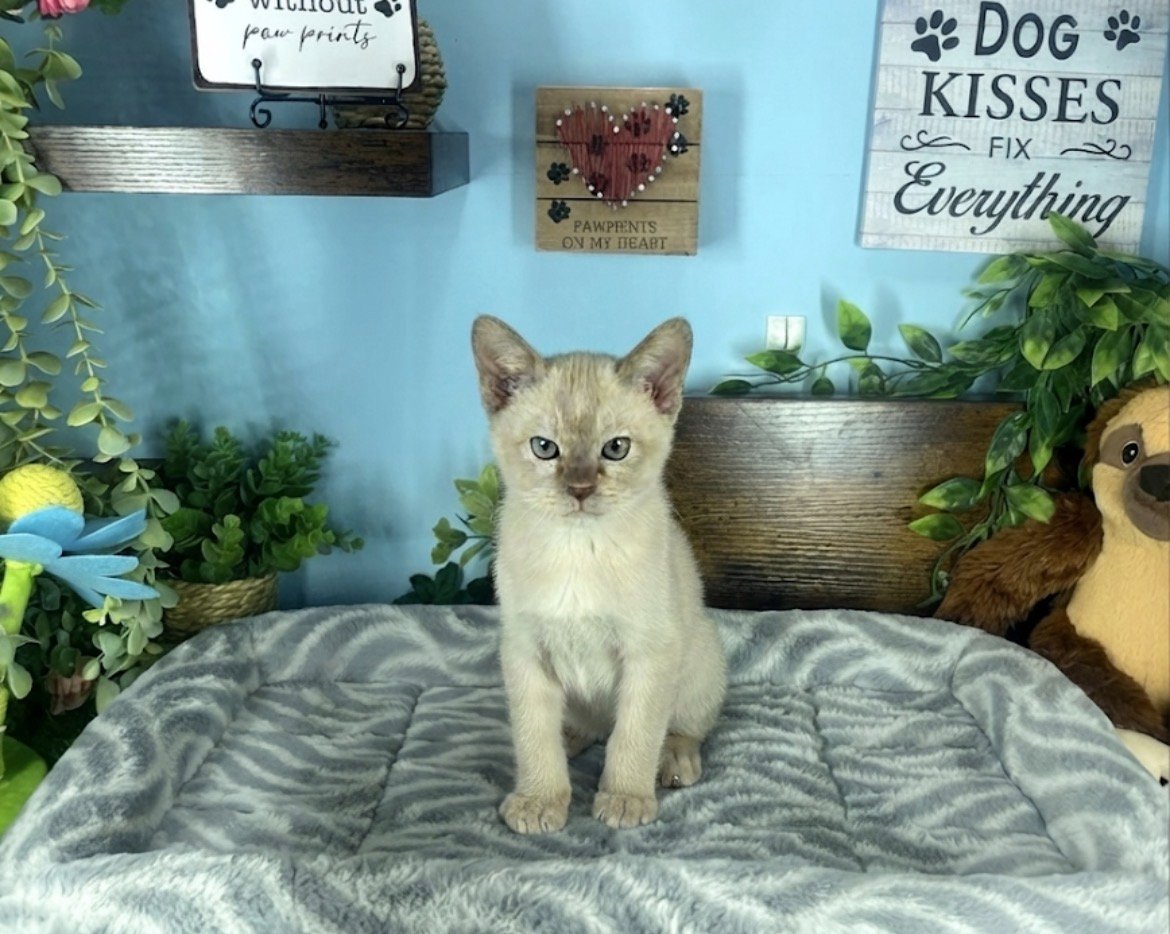 Burmese kittens for sale Connecticut