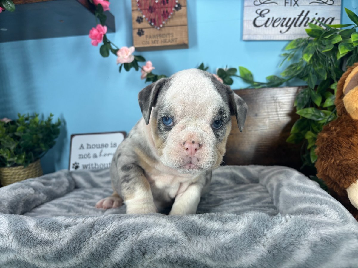 Connecticut puppies for sale