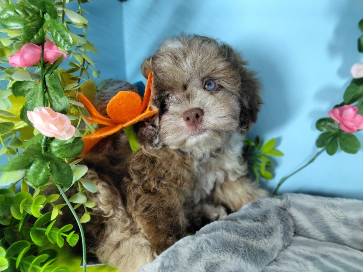 Connecticut puppies for sale