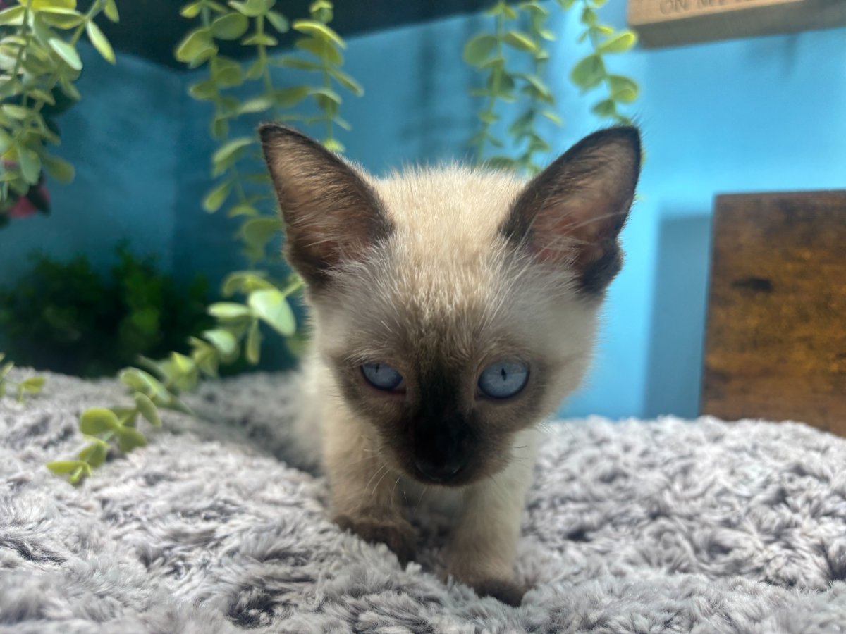 Connecticut kittens for sale