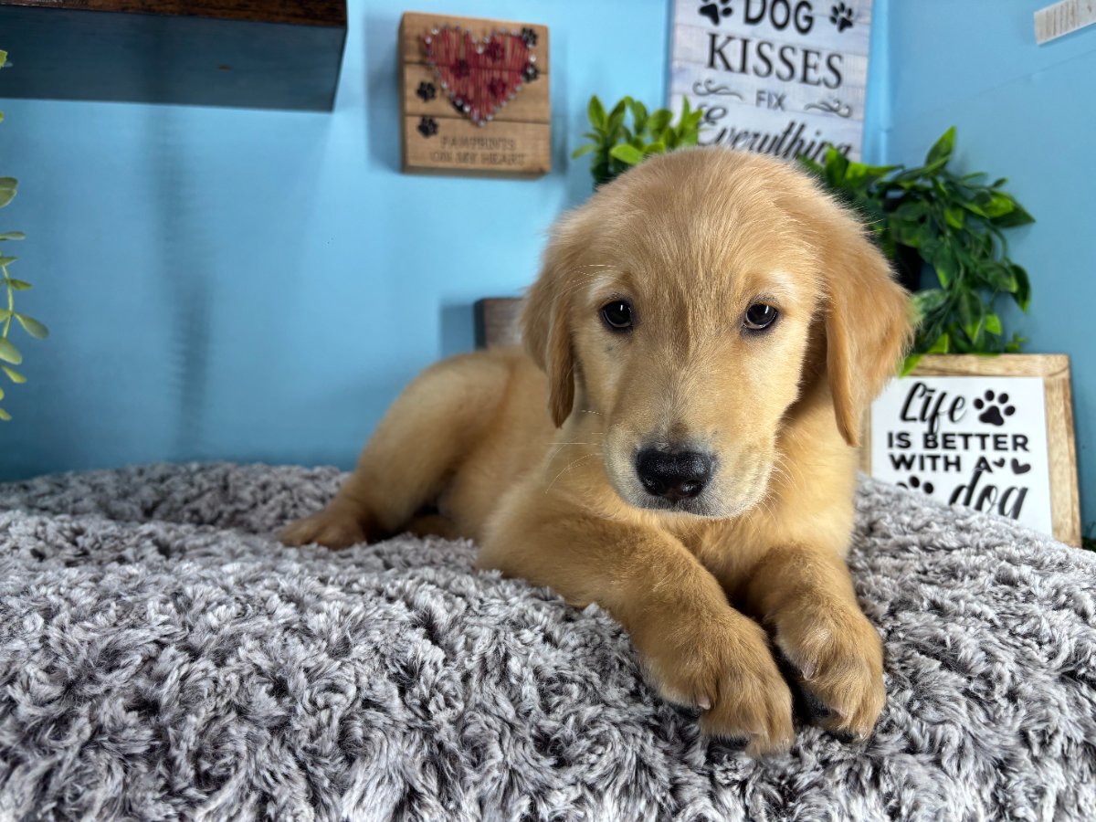 Connecticut puppies for sale