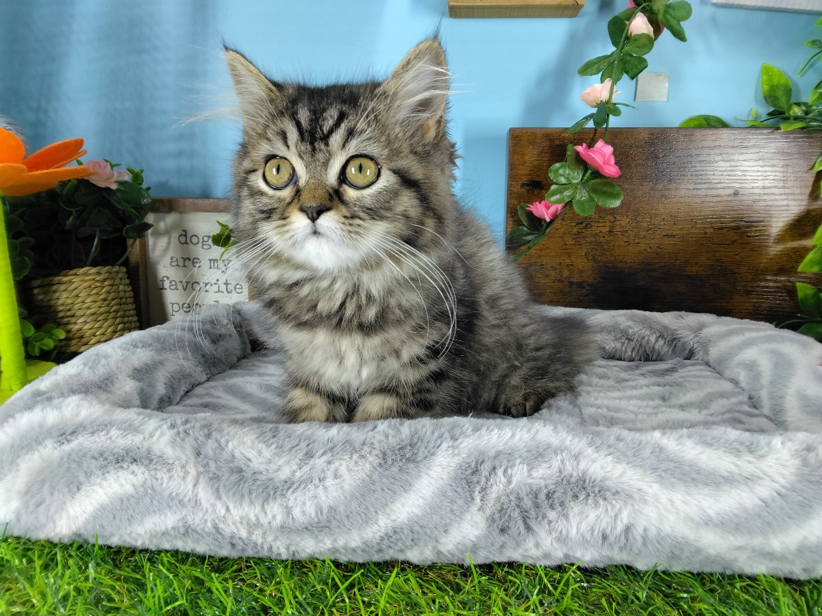 Persian kittens for sale Connecticut