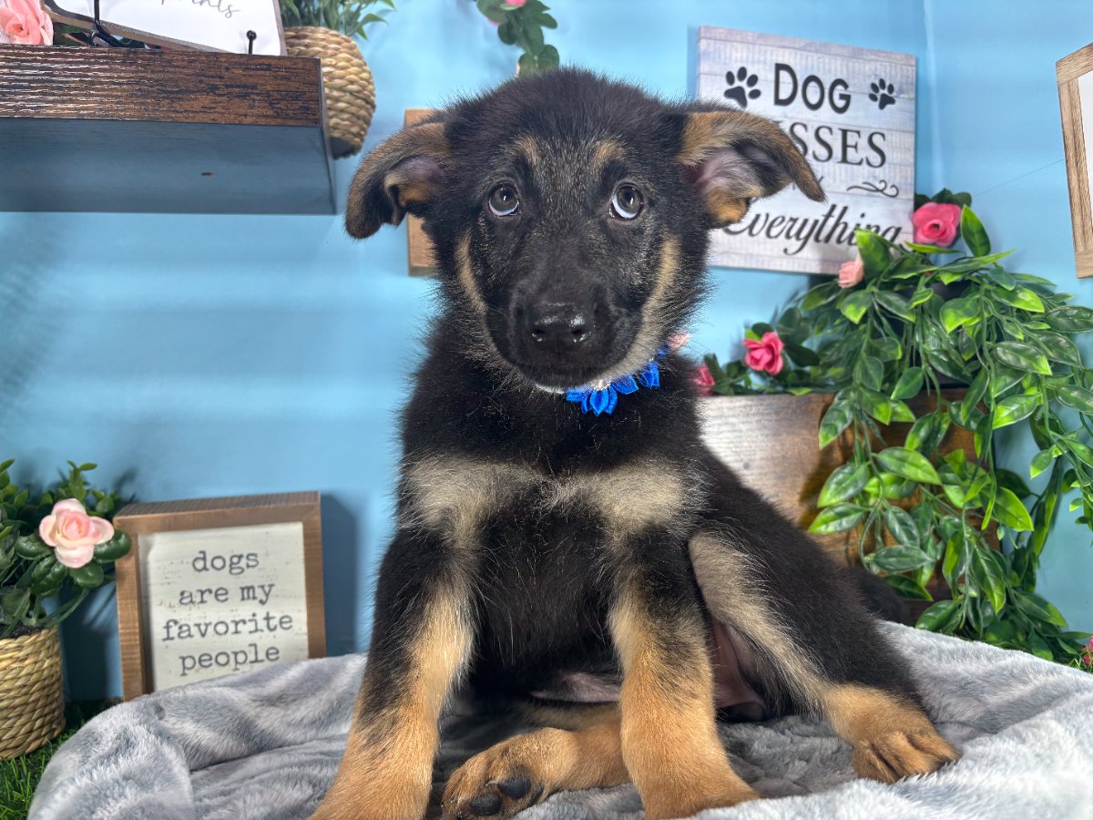 Connecticut puppies for sale