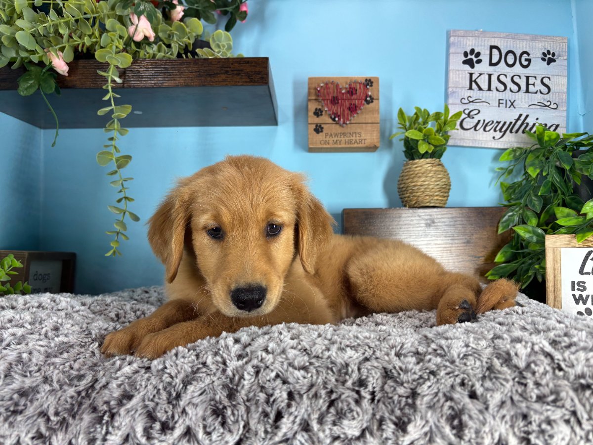 Connecticut puppies for sale