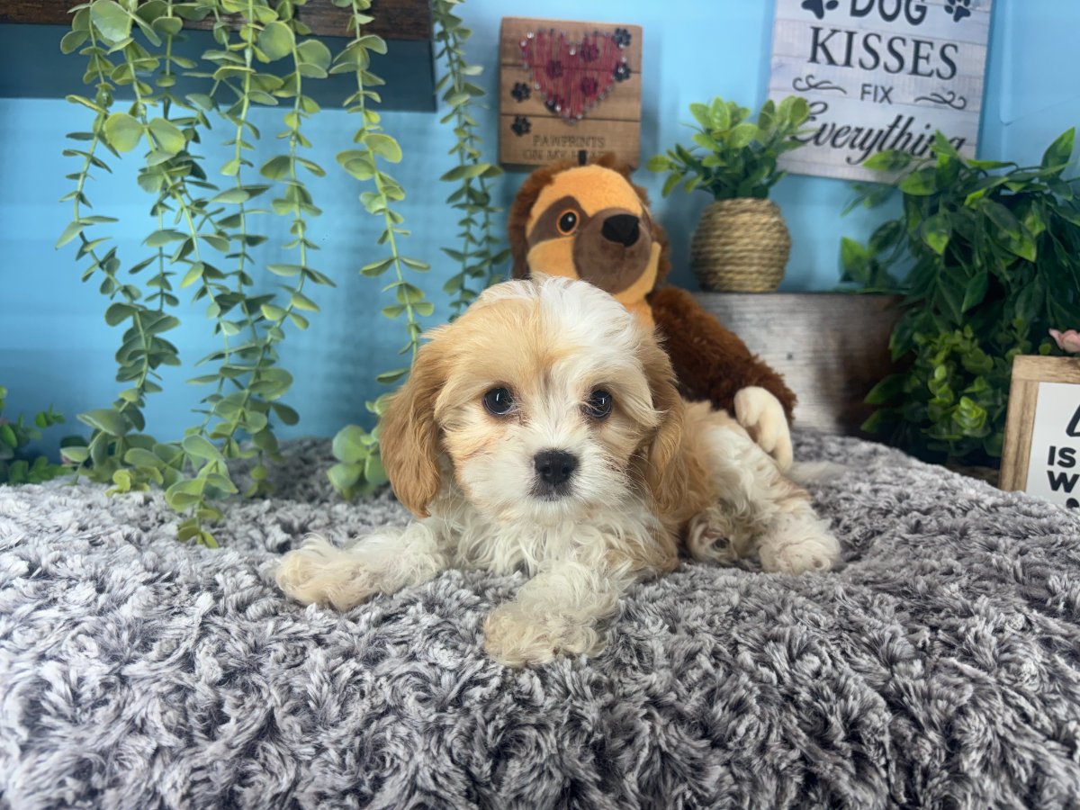 Connecticut puppies for sale